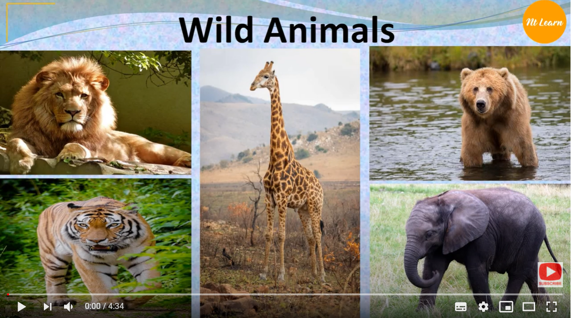 Animals ( Wild Animals) Animals ( Wild Animals)