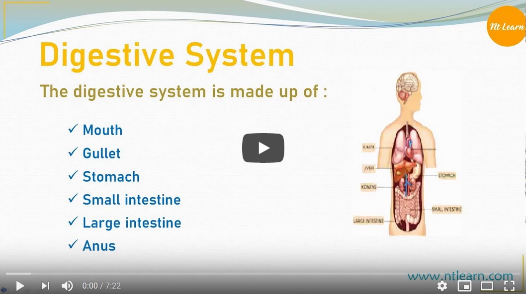 NTLearn - Human Body System