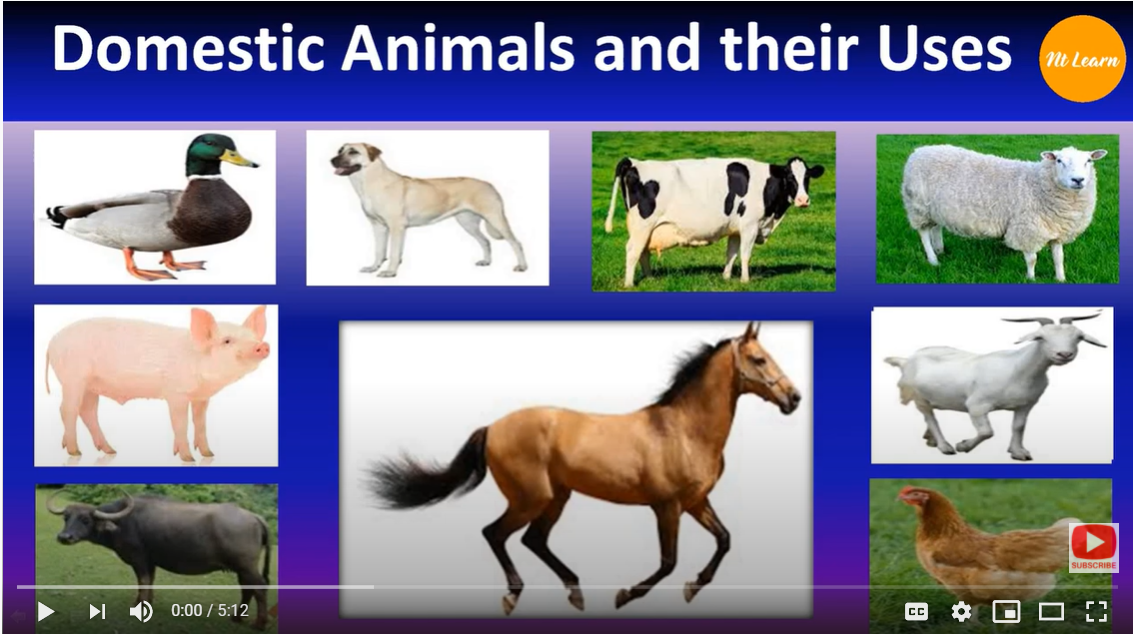 NTLearn - Domestic Animals