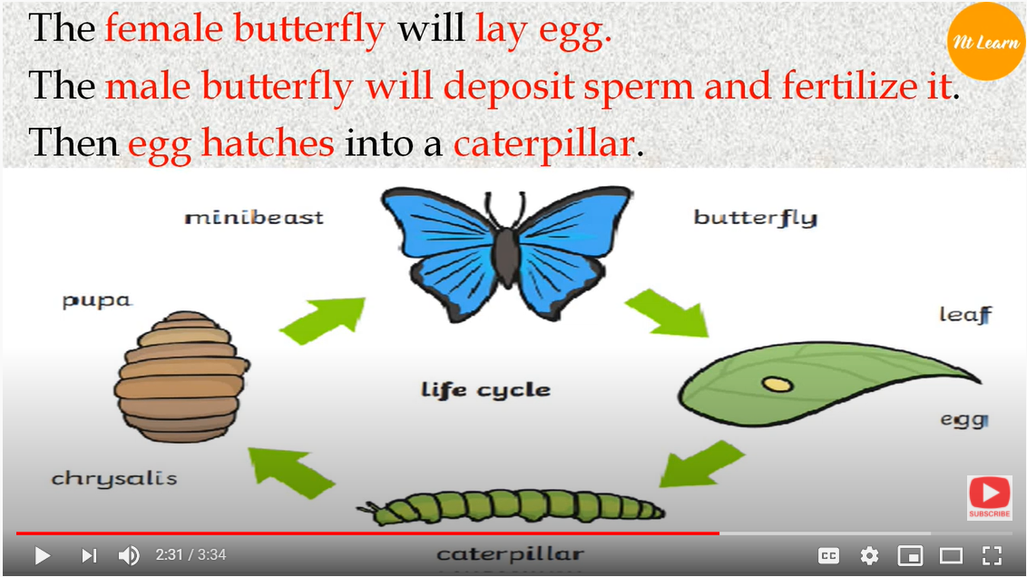 NTLearn - Life Cycle of a Butterfly