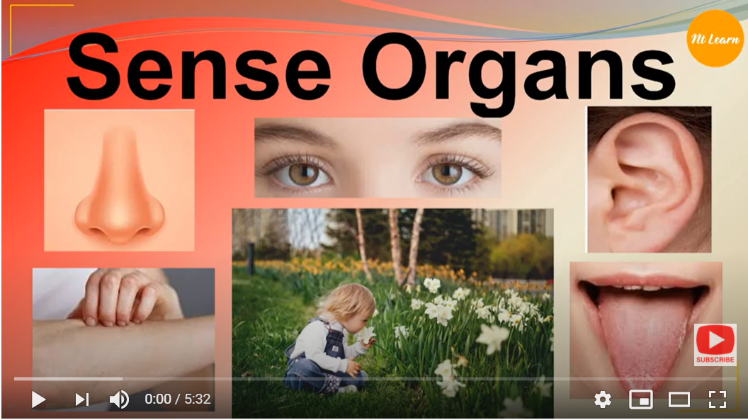 NTLearn - Sense Organs and their Functions