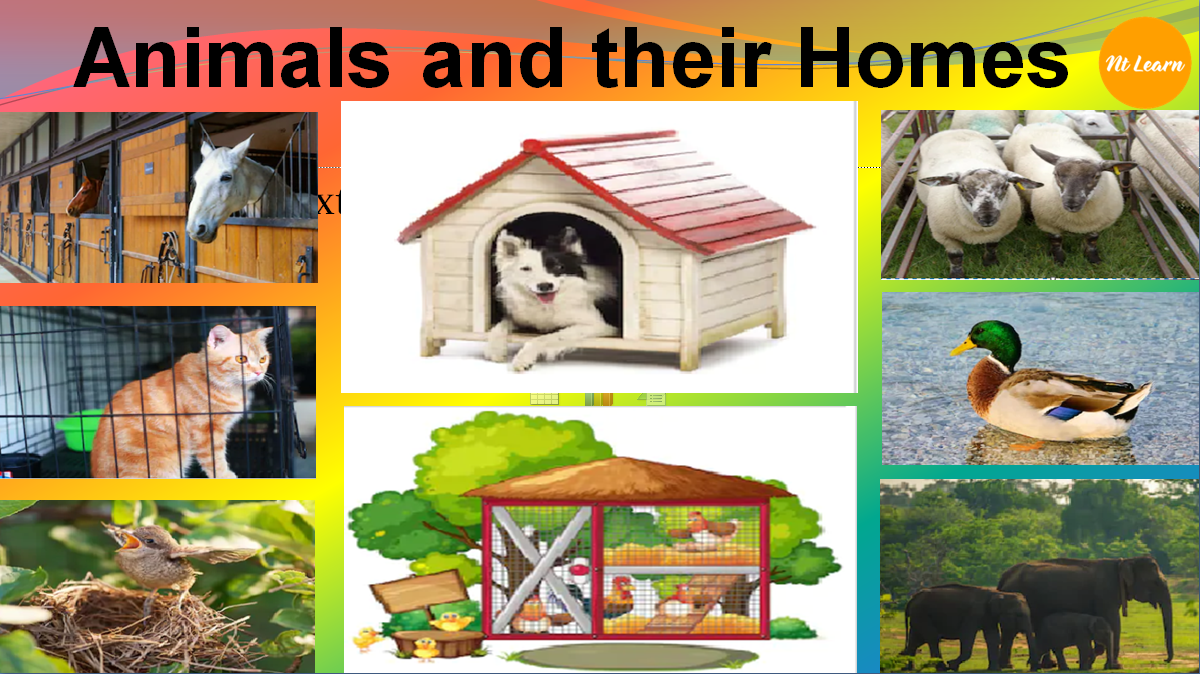 NTLearn - Animals and their Homes</br>